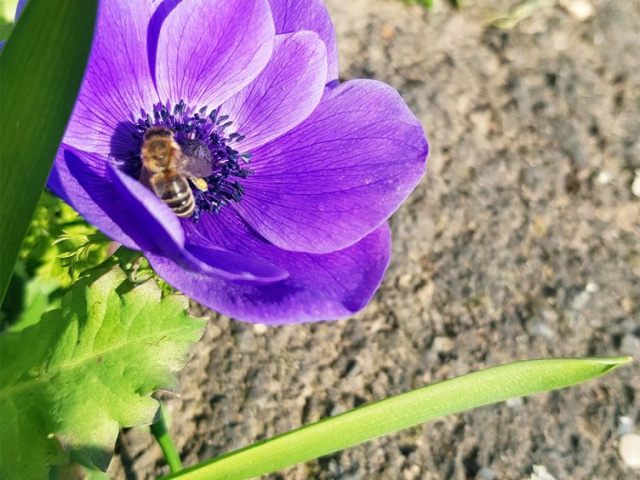 Eine Honigbiene sitzt auf einer lilafarbenen Anemone.
